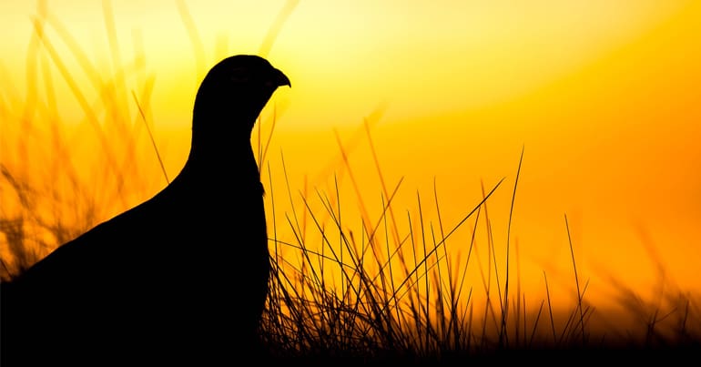 Silhouette of a grouse at dawn