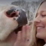 A cow and a vegan activist