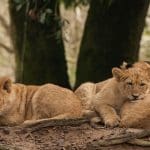 Three lions cubs lie near the roots of a tree