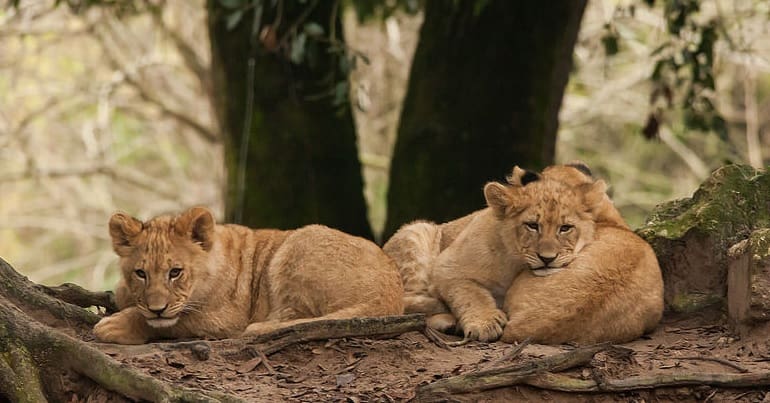 Three lions cubs lie near the roots of a tree