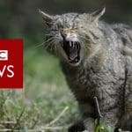 BBC News logo and a cat hissing/roaring