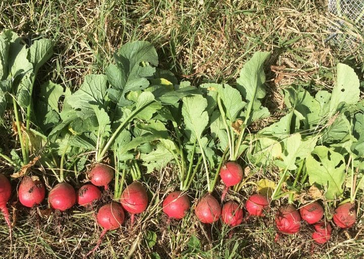Radishes from Joy Youwakim's landfill plot