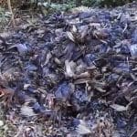 Dead pheasants dumped in a pit