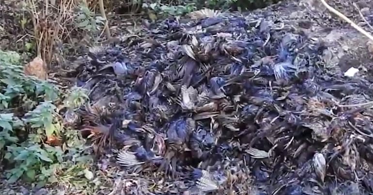 Dead pheasants dumped in a pit