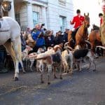 Huntsman and hounds in a town on Boxing Day
