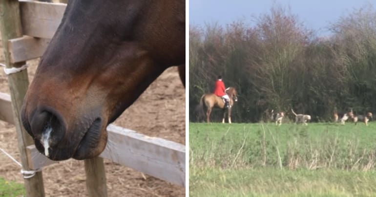 Horse with nasal discharge and the Blackmore and Sparkford Vale Hunt