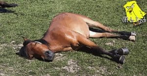 A sleeping horse