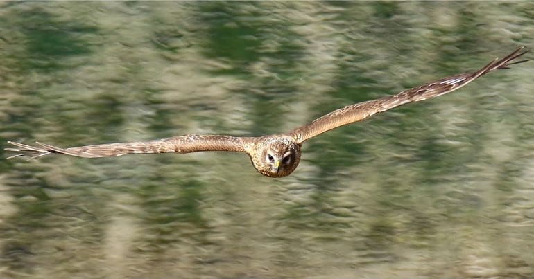 Hen harrier mid-flight