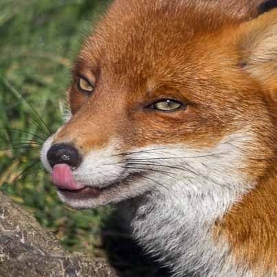 Red fox licking it's lips