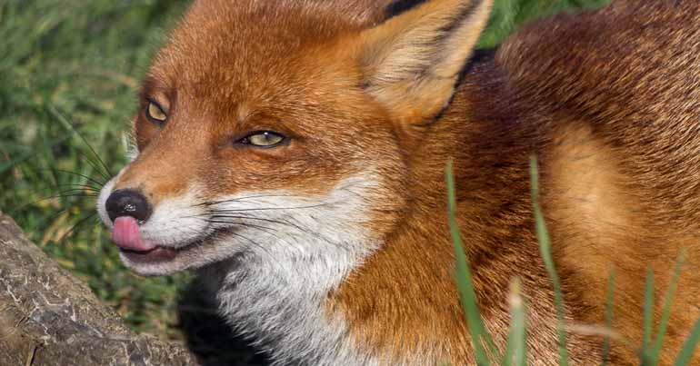 Red fox licking it's lips