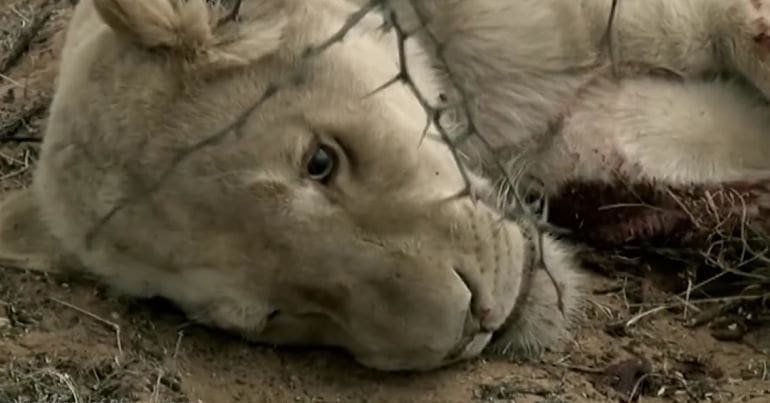 A lifeless lion on the ground, killed by a trophy hunter