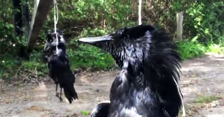 Two dead crows strung up by their necks