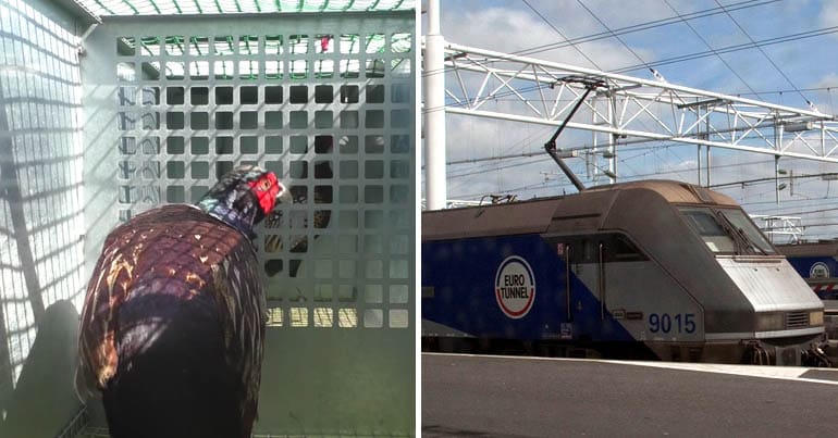 Breeding pheasant in cage and Euro Tunnel train
