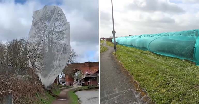 Netting over a tree and a hedge