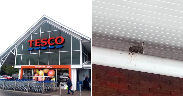 Photo of Harford Bridge Tesco, Norwich, and a swallow nest in its rafters