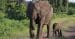 An adult and baby elephant in Zimbabwe