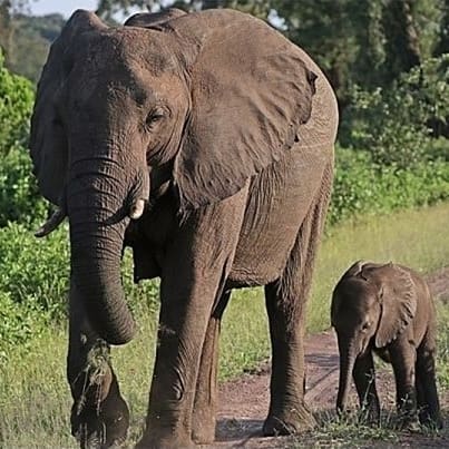 An adult and baby elephant in Zimbabwe