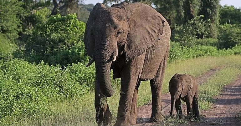 An adult and baby elephant in Zimbabwe
