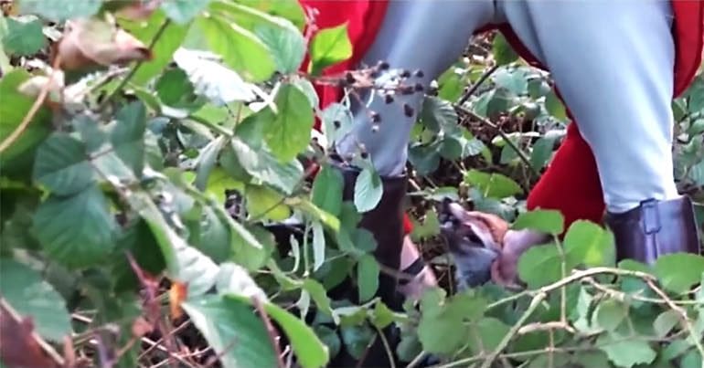 Hunt staff putting dead fox into bin bag