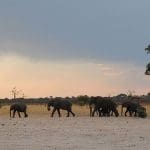 an elephant family walking in Botswana