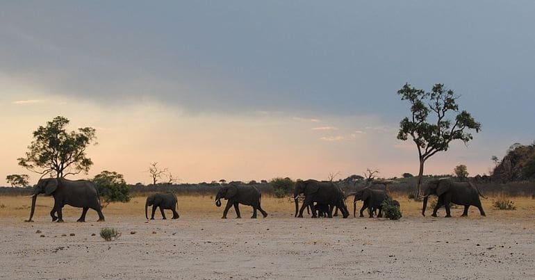 an elephant family walking in Botswana