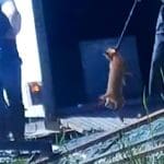 A person carries a fox cub in a noose as a second person looks on