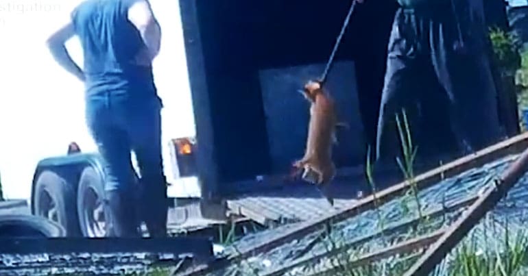 A person carries a fox cub in a noose as a second person looks on