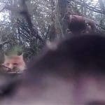 man watching on as fox runs away