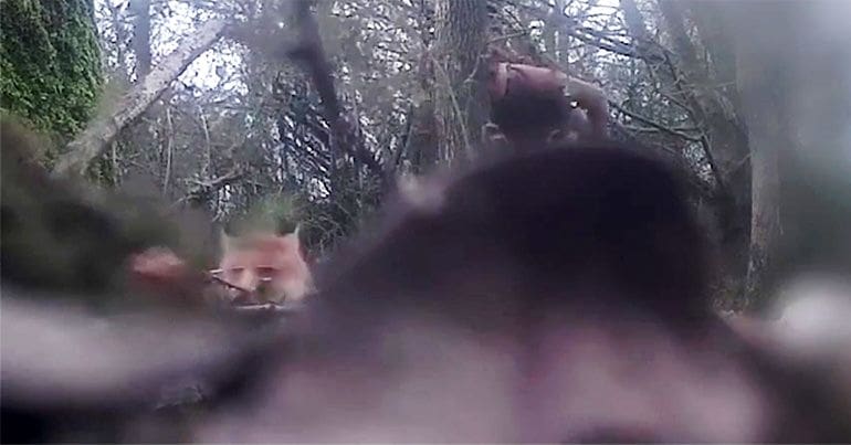 man watching on as fox runs away