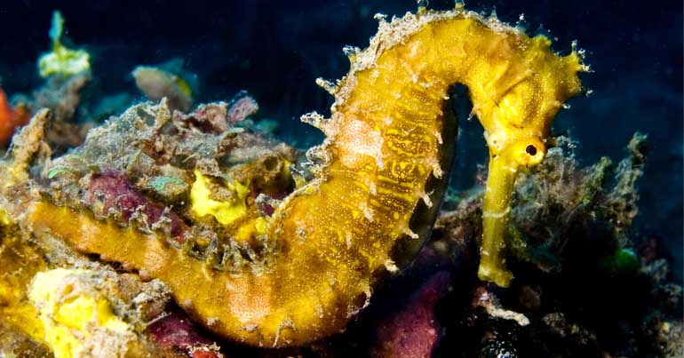 Spiny seahorse