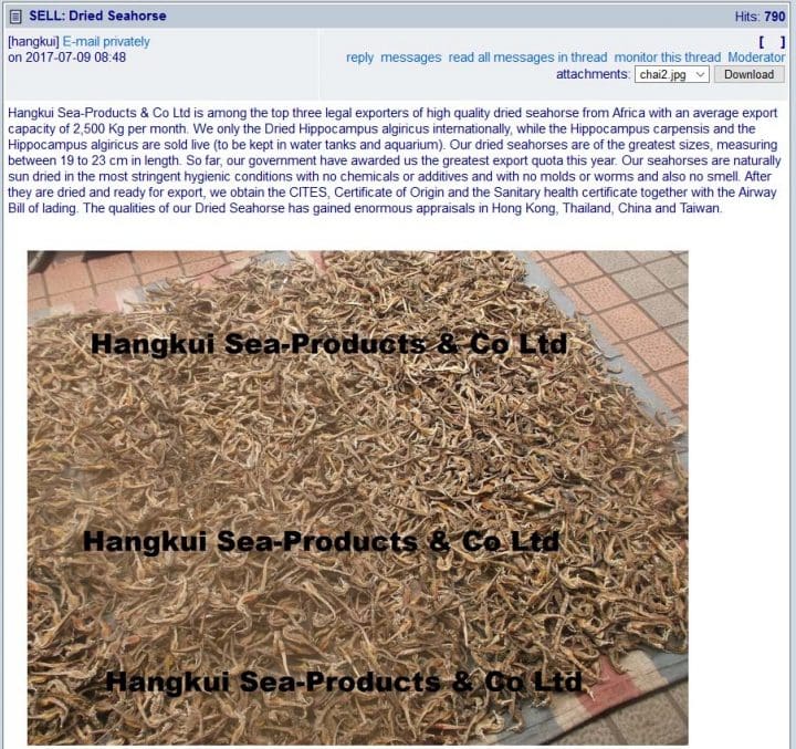 Dried seahorses for sale on Aquafind