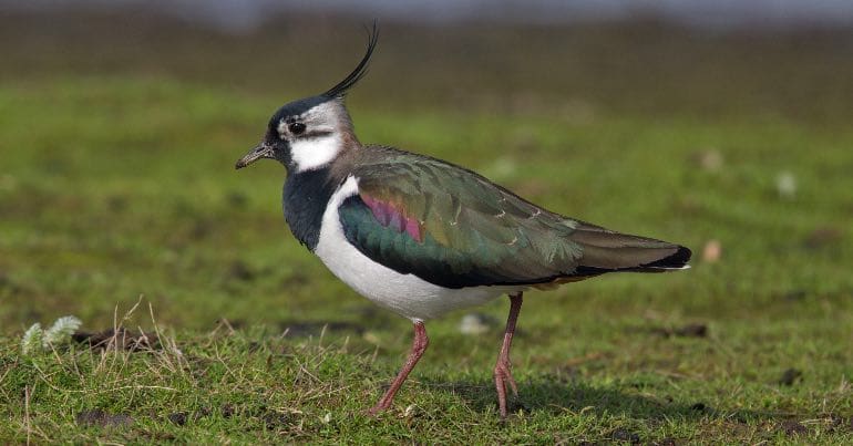 A photo of a Lapwing, a bird whose population in Ireland has declined by 67% in the last 20 years.