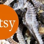 Etsy logo over a photo of dried seahorses