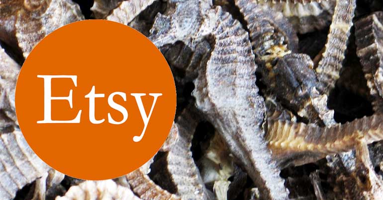 Etsy logo over a photo of dried seahorses