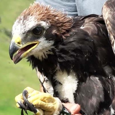 Adam, one of the golden eagles that has gone missing