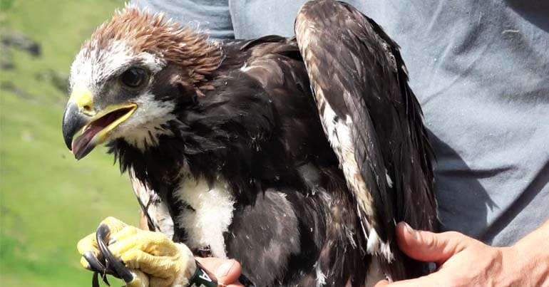 Adam, one of the golden eagles that has gone missing