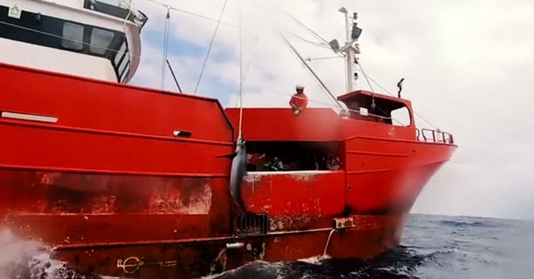 Fishing vessel hauling in a shark