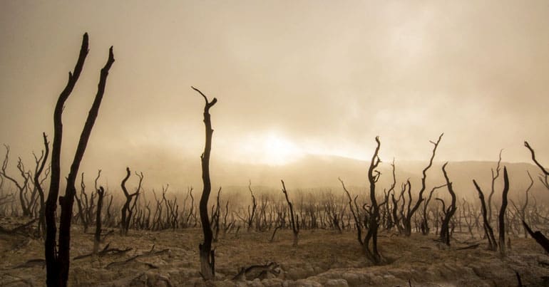 Dead trees in the desert
