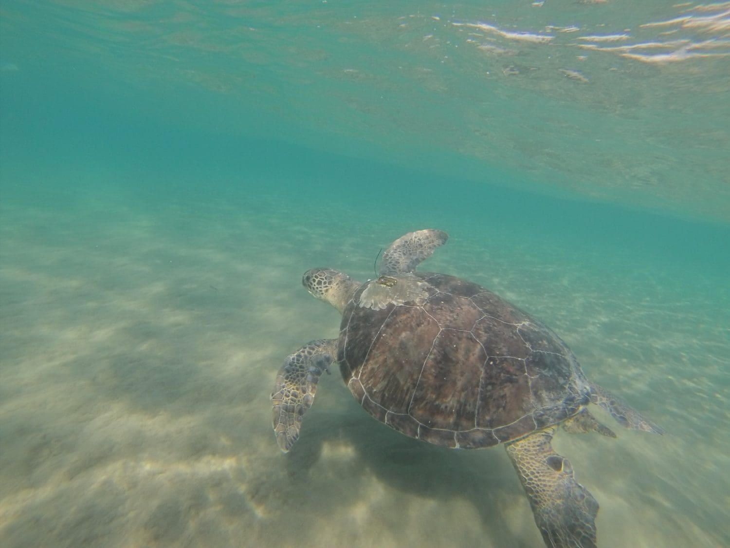Green turtles more likely to eat plastic that looks like their natural food