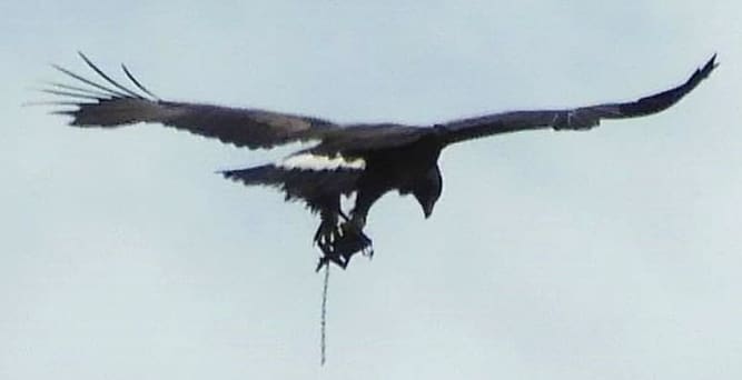 Golden eagle with trap on its leg