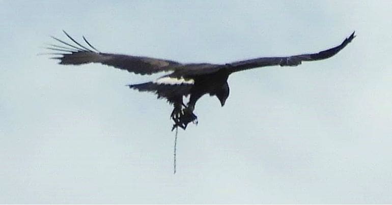 Golden eagle with trap on its leg