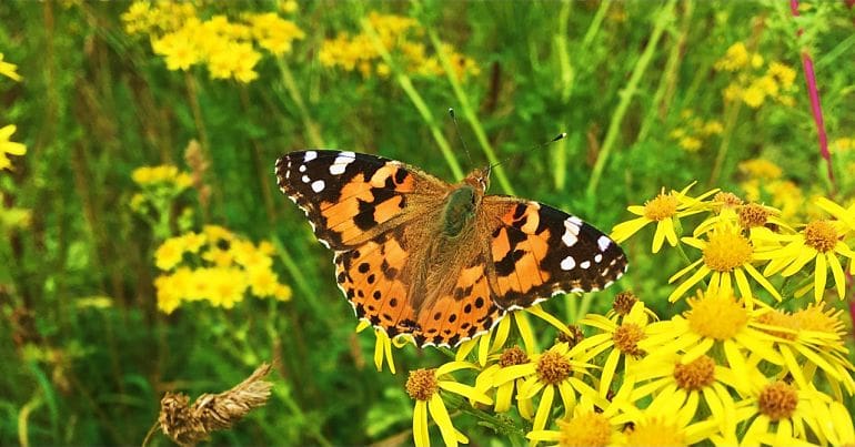 Painted Lady butterfly on ragwort
