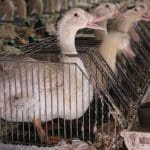 Rows of ducks in cages, being prepared for foia gras