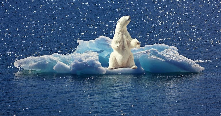 Polar bear on melting ice