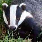 Badger