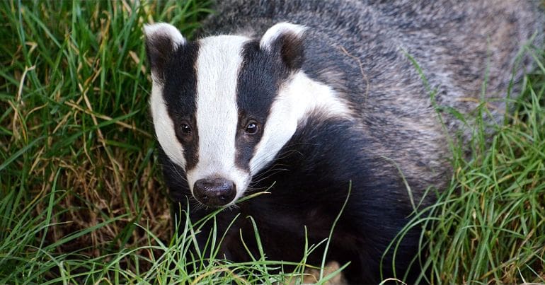 Badger