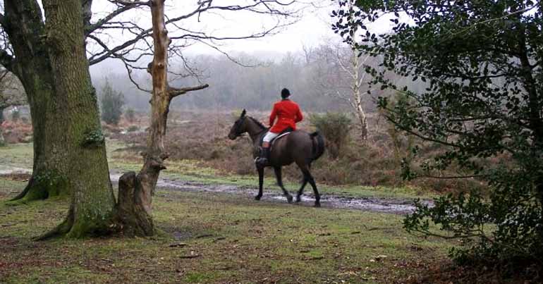 New Forest Hounds