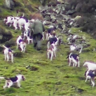 Hounds in Lake District and National Trust logo