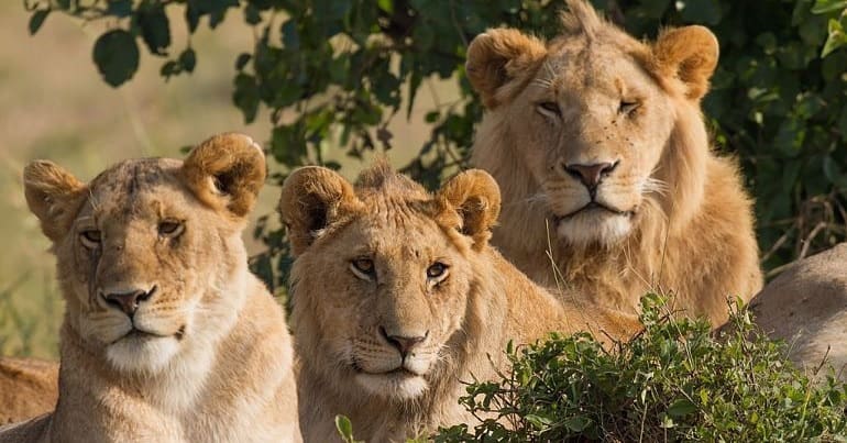 A lion pride at rest trophy hunting