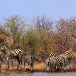 African wildlife, a giraffe and zebras